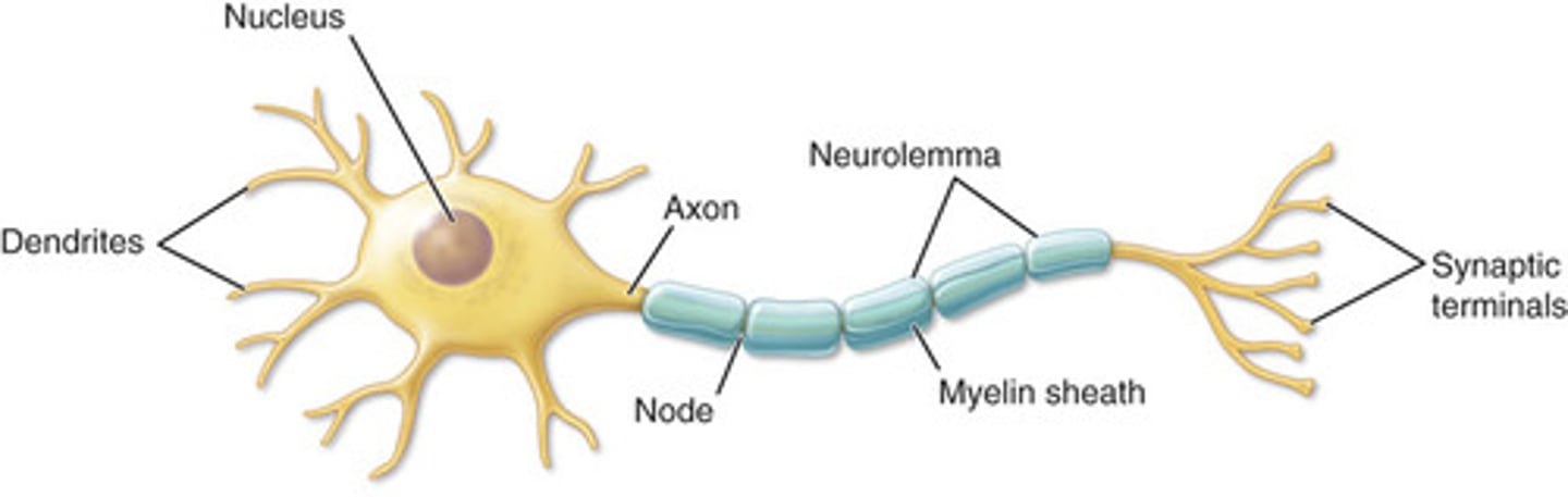 <p>A specialized cell that is the functional unit of the nervous system</p>