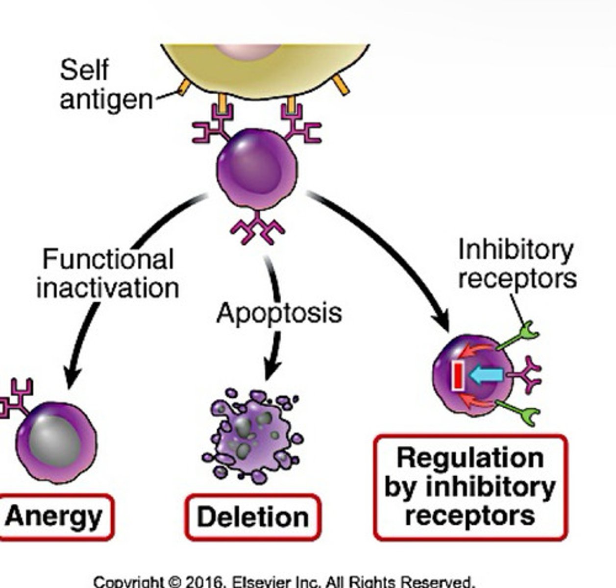 <p>-mature B cells that recognize self in peripheral tissues in the absence of T cells become anergic or die by apoptosis</p><p>-no Th cell help because T cells specific to self are deleted</p>