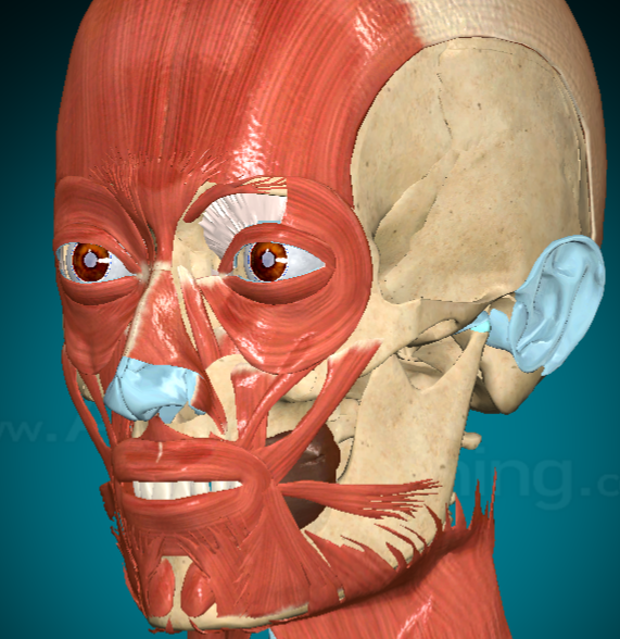 <p>What muscle is this and what does it do?</p>
