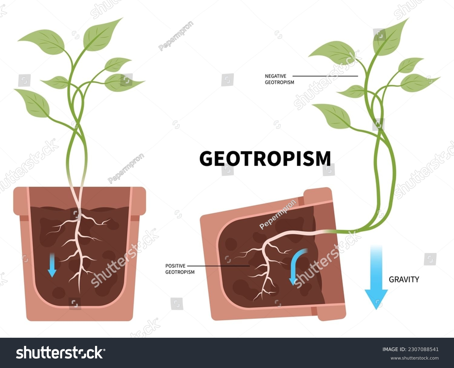 <p>Plants have no nervous system or muscle tissue but they are highly sensitive to environmental cues and stimuli and detect and respond to small changes.</p><p></p><p><strong>Positive Phototropism:</strong> sensitive to the direction of light</p><p></p><p><strong>Geotropism:</strong> sensitive to the pull of gravity</p><p></p><p>E.g Gibberellins, Cytokinis and Ethene</p>
