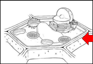 <p>Found Outside of membrane, composed of cellulose </p>