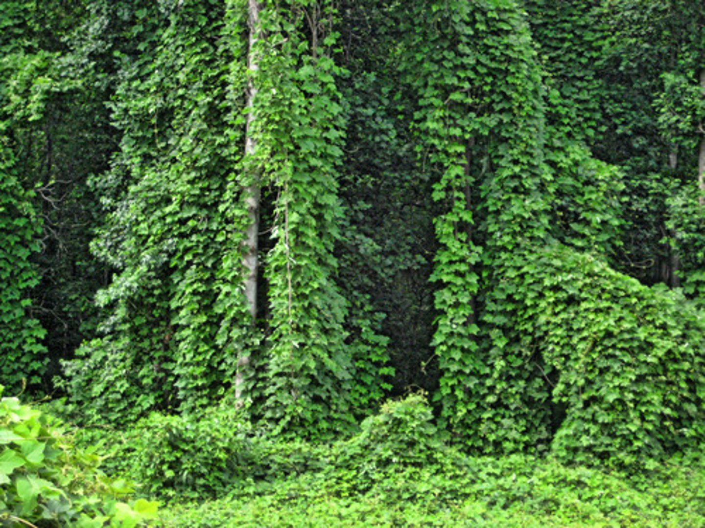 <p>invasive species, vine, large leaves</p>