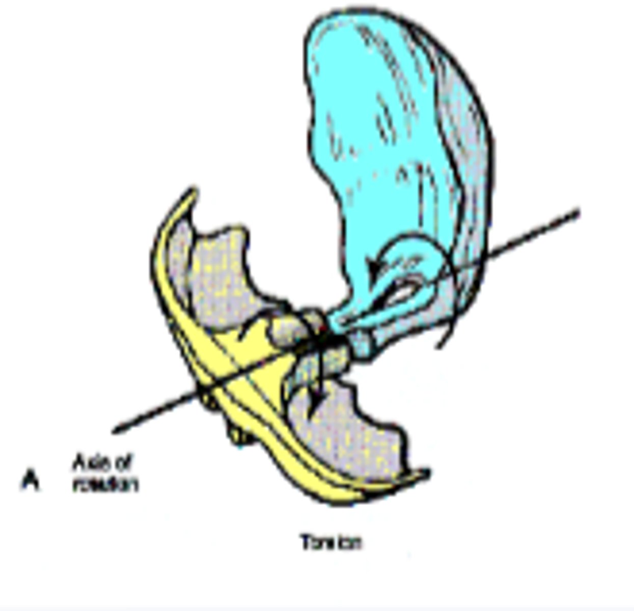 <p>What is the axis for Cranial Torsions?</p>