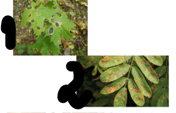 term image