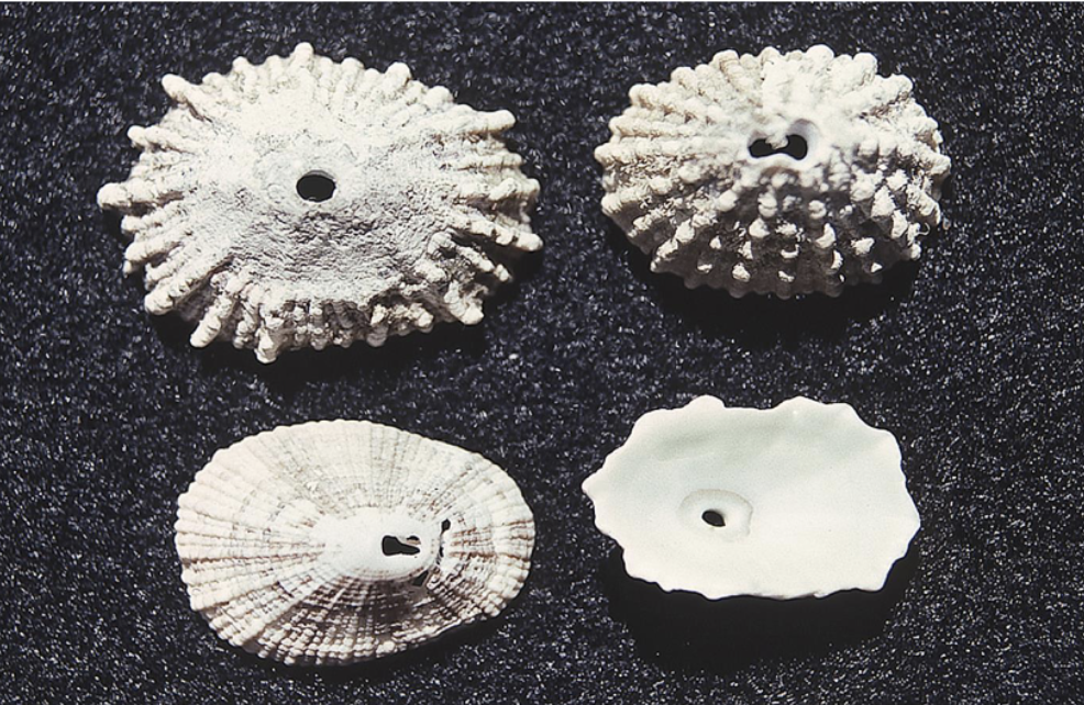 <p>What phylum, class, subclass, and family is this organism? What habitat and feeding corresponds to them?</p>