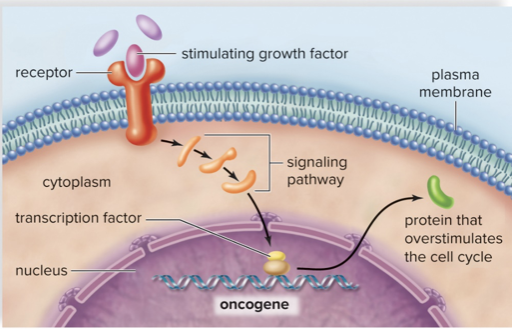 <ul><li><p>Speed up cell cycle by being overly sensitive to extracellular signals (or not needing them at all for activation)</p></li><li><p>One mutated copy is enough to create issues</p></li></ul>