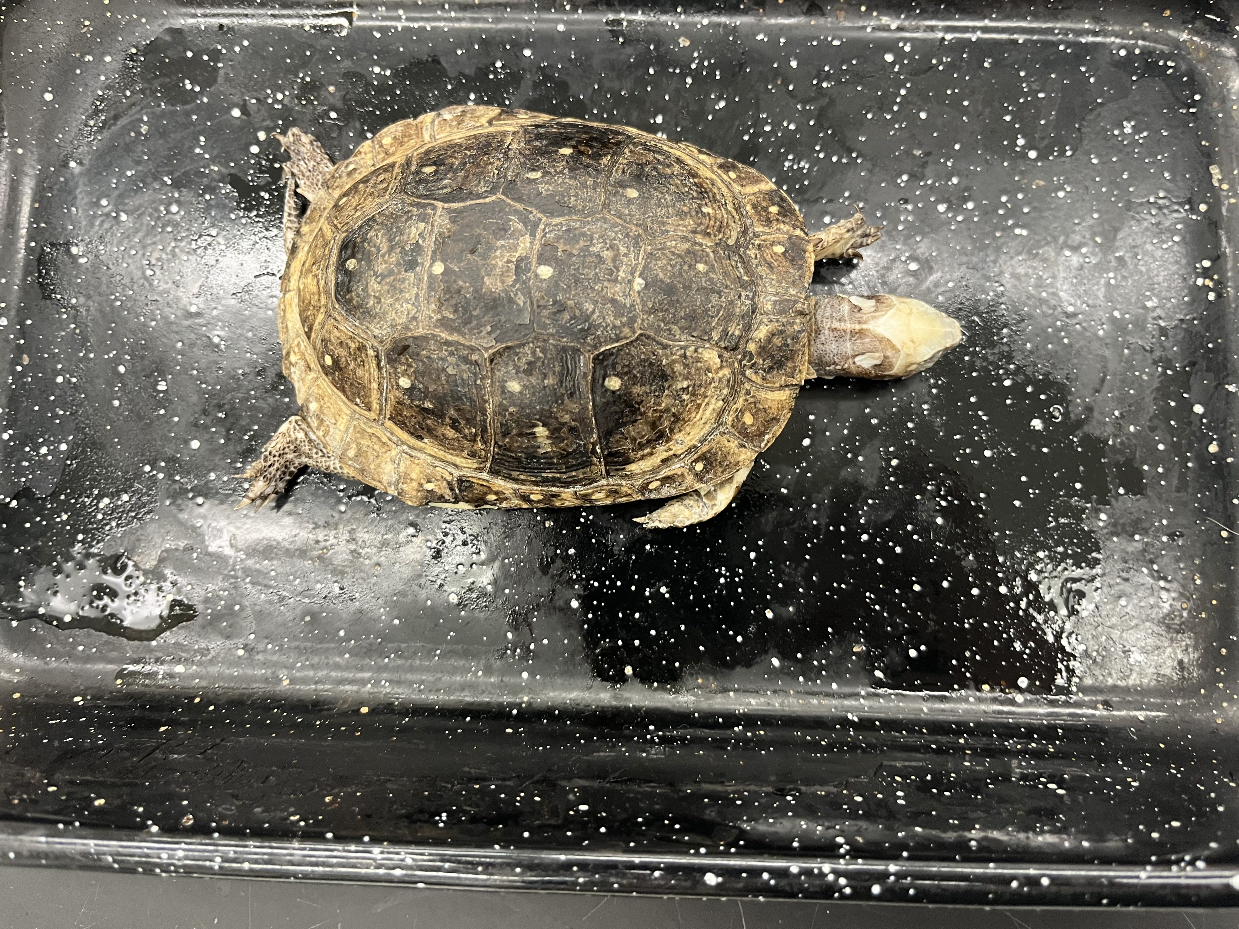 <ul><li><p>medium size</p></li><li><p>1 light spot on each scute</p></li><li><p>white triangle on head</p></li><li><p>darker in center of carapace</p></li></ul><p></p>