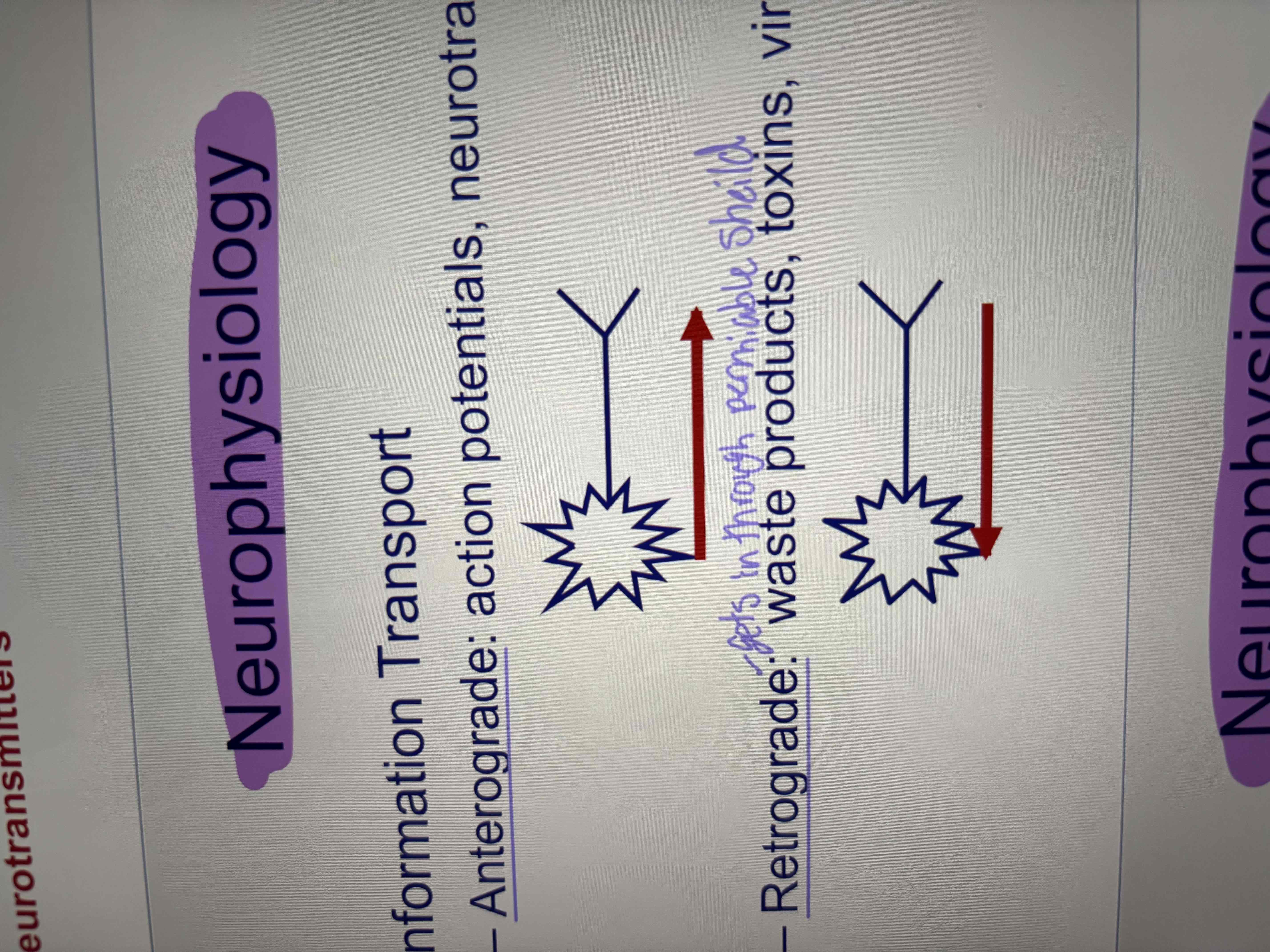 <ul><li><p>action potentials, neurotransmitters </p></li><li><p>forward</p></li></ul><p></p>