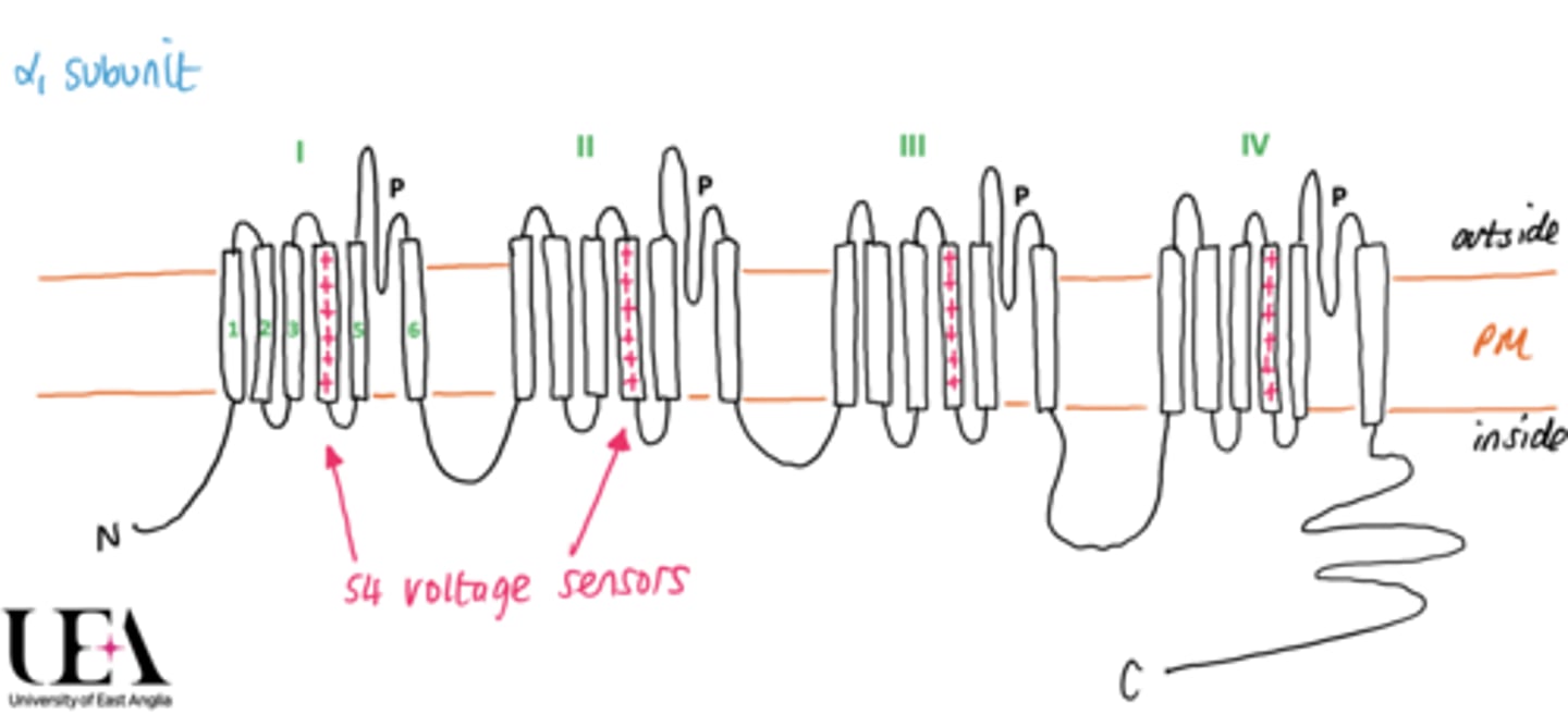 <p>- 4 repeating subunits with each containing 6 transmembrane domains.</p><p>- 4th transmembrane domain acts as a voltage sensor.</p><p>- Each transmembrane domain is connected across all repeating subunits.</p><p>- Contains a P loop which acts as a selectivity filter to control which ions move through channel.</p><p>- Contain an N-terminus and a C-terminus which are both intracellullar.</p>