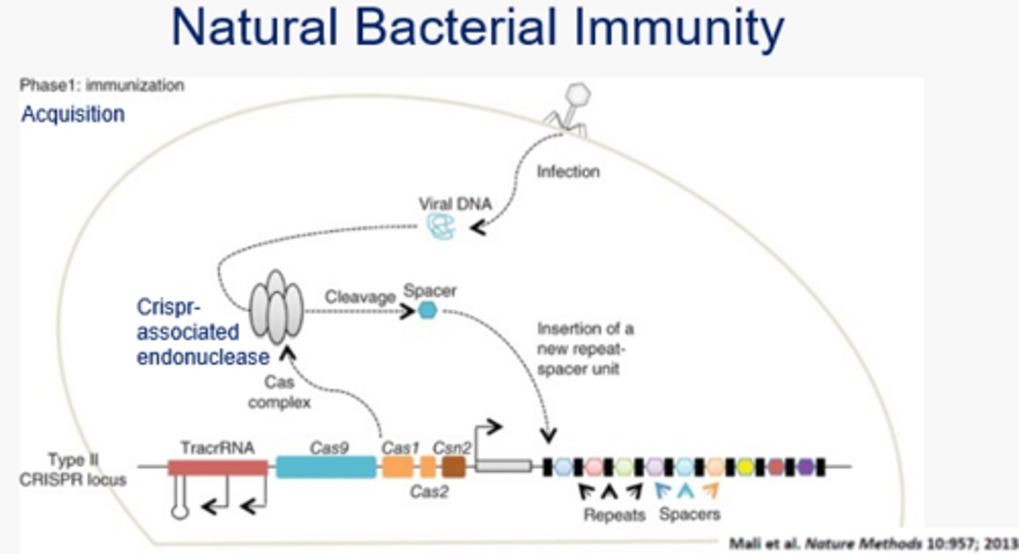 <p>Aka the acquisition phase - the Cas Complex, formed from the transcription of the Type II CRISPR locus, contains a Crispr-associated Endonuclease that chops up viral/foreign DNA and inserts a fragment into the end of the CRISPR locus as a "spacer." There is a spacer for every past viral DNA encounter, and they are separated by repeat sequences.</p>