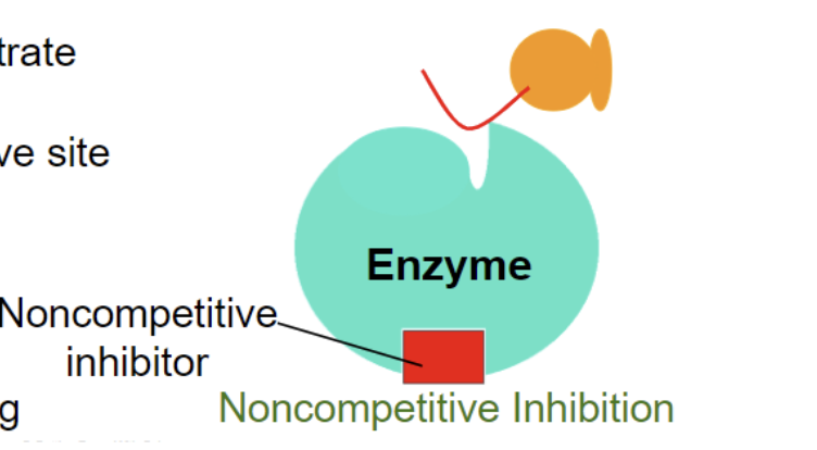 <p>noncompetitive inhibitors </p>