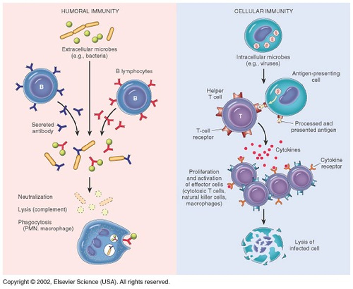 <p>- activated by an antigen (protein marker on the surface of a pathogen)</p><p>- synthesize 'antibodies': serum proteins called 'immunoglobulins' (Ig) (can be given as meds in plasma aka passive immunity)</p><p>- antibodies inactivate invading pathogens + mark them for phagocytic destruction</p>