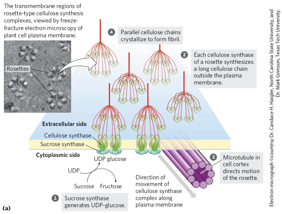 <ul><li><p>crystallize </p></li><li><p>microfibrils </p></li><li><p>macrofibrils </p></li></ul><p></p>