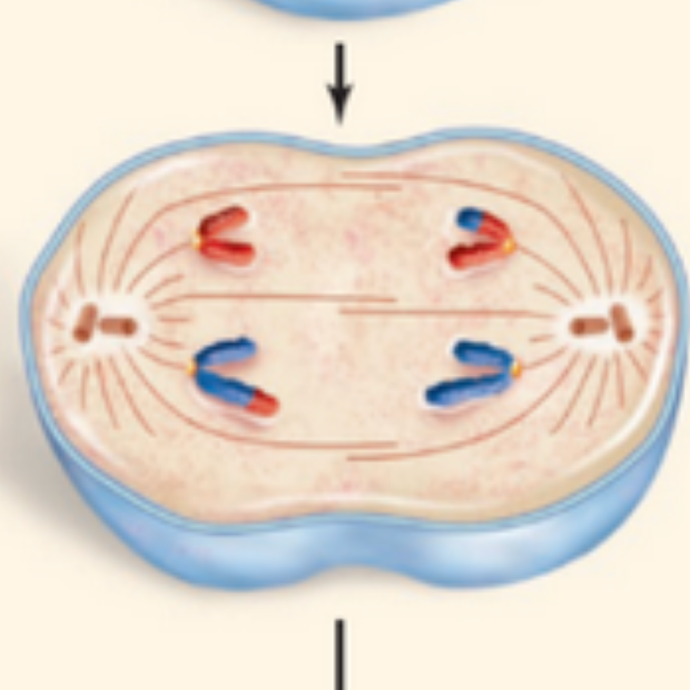 <p>What phase of meiosis is happening here?</p>