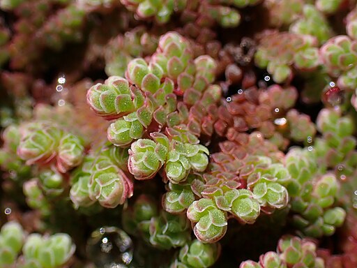 <p>Pequeno feto aquático de caules delgados, folhas imbricadas e bilobadas, macrosporângios produzindo 1 único macrósporo, microsporângios produzindo vários grupos de micrósporos.</p>