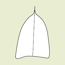 <p>describe the leaf apex</p>