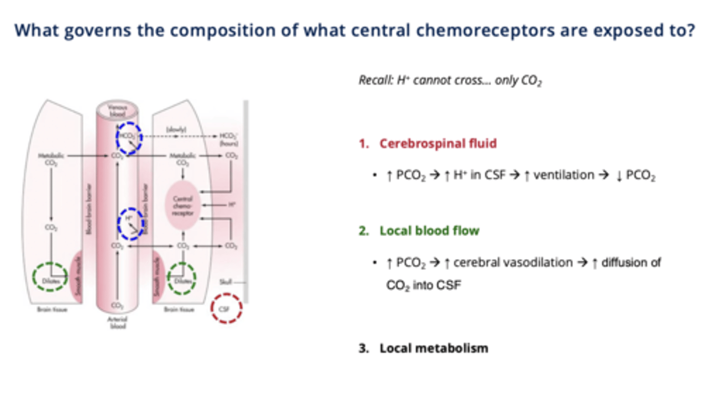 <p>1. Cerebrospinal Fluid (CSF) Feedback loop:</p><p>↑ PCO2 → ↑ H⁺ in CSF → ↑ ventilation → ↓ PCO2 → restores balance.</p><p>- so CO2 would increase if the person was exercising or holding their breath </p><p>2. Local Blood Flow:</p><p>↑ PCO2→ ↑ cerebral vasodilation → ↑ blood flow → ↑ CO2 diffusion → ↑ H⁺ in CSF → ↑ ventilation.</p><p>- again will happen with breath hold or exercise </p><p>-Allows for more SA for diffusion to occur</p><p>3. Local Metabolism:</p><p>Influences acid-base balance in the CSF.</p><p>- Very minor</p>