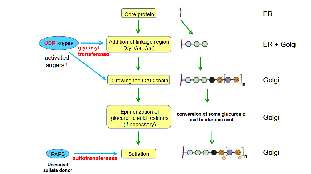 <ol><li><p>Synthesis of amino sugars (cytosol)</p><ul><li><p>Amino sugars derive from glucose.</p></li><li><p>Glutamine provides the amino group.</p></li></ul></li><li><p>Synthesis of glucuronic acid (cytosol)</p><ul><li><p>From UDP-glucose by oxidation</p></li></ul></li><li><p>Synthesis of core protein (endoplasmic reticulum)</p></li><li><p>Synthesis of the GAG chain (Golgi, but for hyaluronic acid – plasma membrane)</p><ul><li><p>synthesized on trisaccharide links at <strong><em><u>serine residues and sometimes asparagine residues </u></em></strong>of the core protein.</p></li><li><p>Glycosyltransferases produce the growing GAG chain by the addition of the appropriate UDP-sugars.</p></li></ul></li><li><p>Sulfation (Golgi)</p><ul><li><p>Sulfotransferases add sulfate groups to the GAG chains.</p><ul><li><p><strong>The sulfate donor is PAPS (3’ phosphoadenosyl-5’-phosphosulfate)</strong></p></li></ul></li></ul></li></ol><p></p>