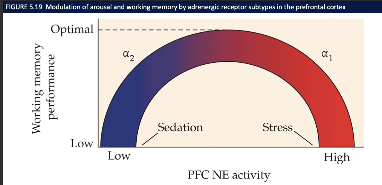<p><strong>Moderate NE via α2A → best WM</strong>; <strong>low</strong> NE (fatigue) and <strong>high</strong> NE (stress via α1/β) <strong>impair</strong>—classic <strong>inverted-U</strong>.</p>