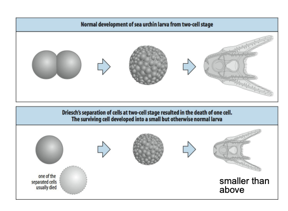 <ol><li><p>Separated the first two cells formed in sea urchin</p></li><li><p>cultured them individually</p></li></ol><p>→ RESULT: any of these cells on its won was capable of forming an entire <strong>sea urchin embryo and larva</strong></p><p></p>