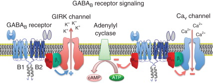 <p> It <strong>opens K⁺ channels</strong> (causing hyperpolarization) and <strong>blocks Ca²⁺ channels</strong> (reducing neurotransmitter release).</p>