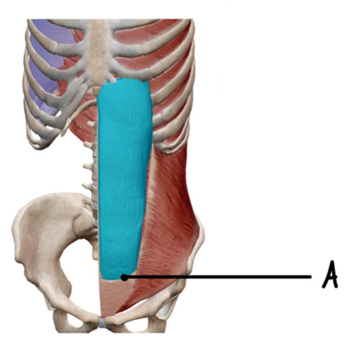 <p>What is A?</p>