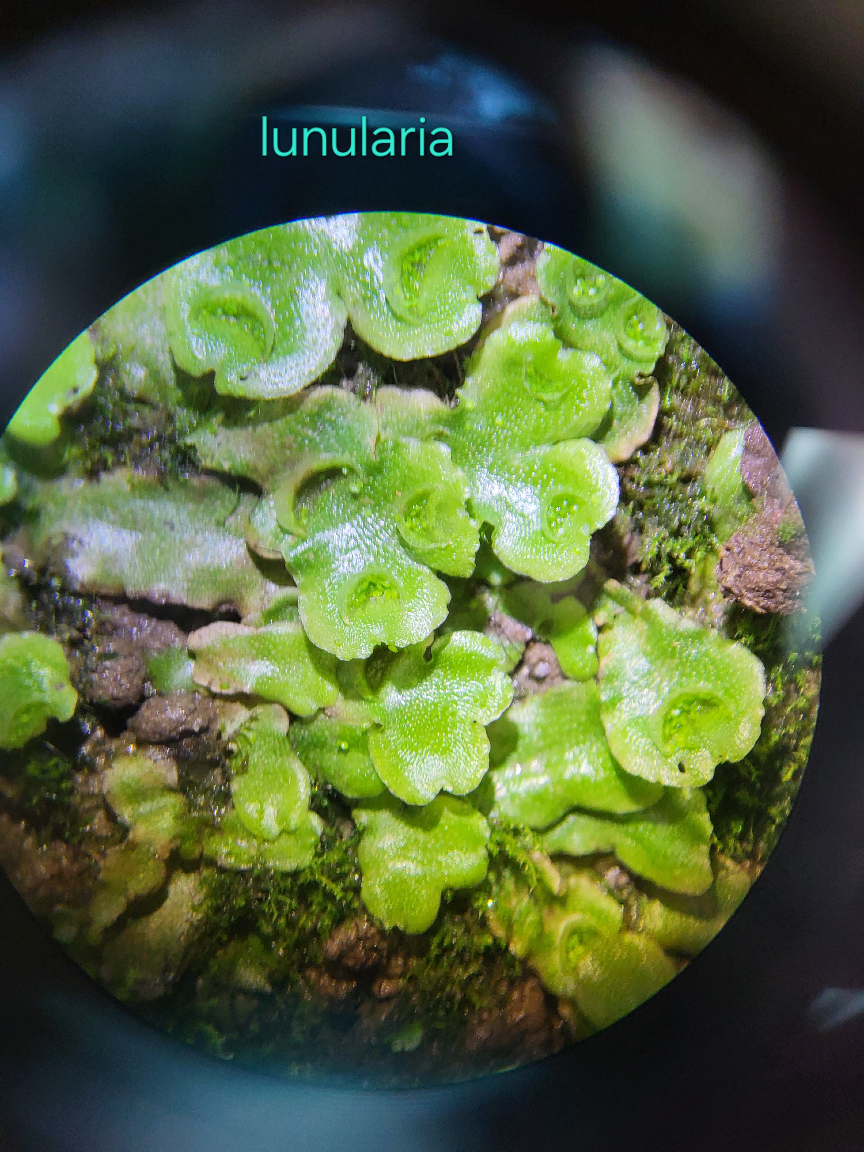 <p>thallus is fleshy green area</p><p>rhizoids are delicate root-hair-like structure that function in anchorage and absorption </p><p>moon-shaped cups that contain gemmae</p><p>gemma is a small outgrowth of tissue that becomes detached from the parent body and is capable of developing into a complete new plant or other organism</p>