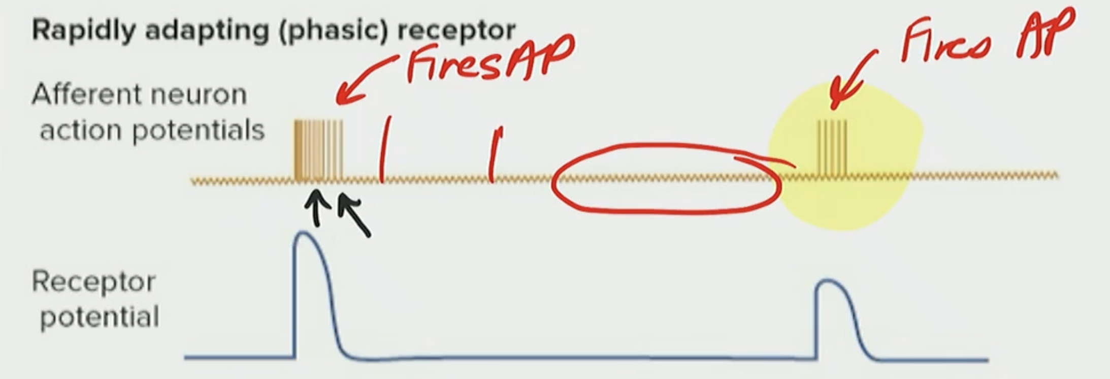 <p>True, there are receptors that aren’t continually firing off constantly throughout which are called rapid adapting receptors</p>