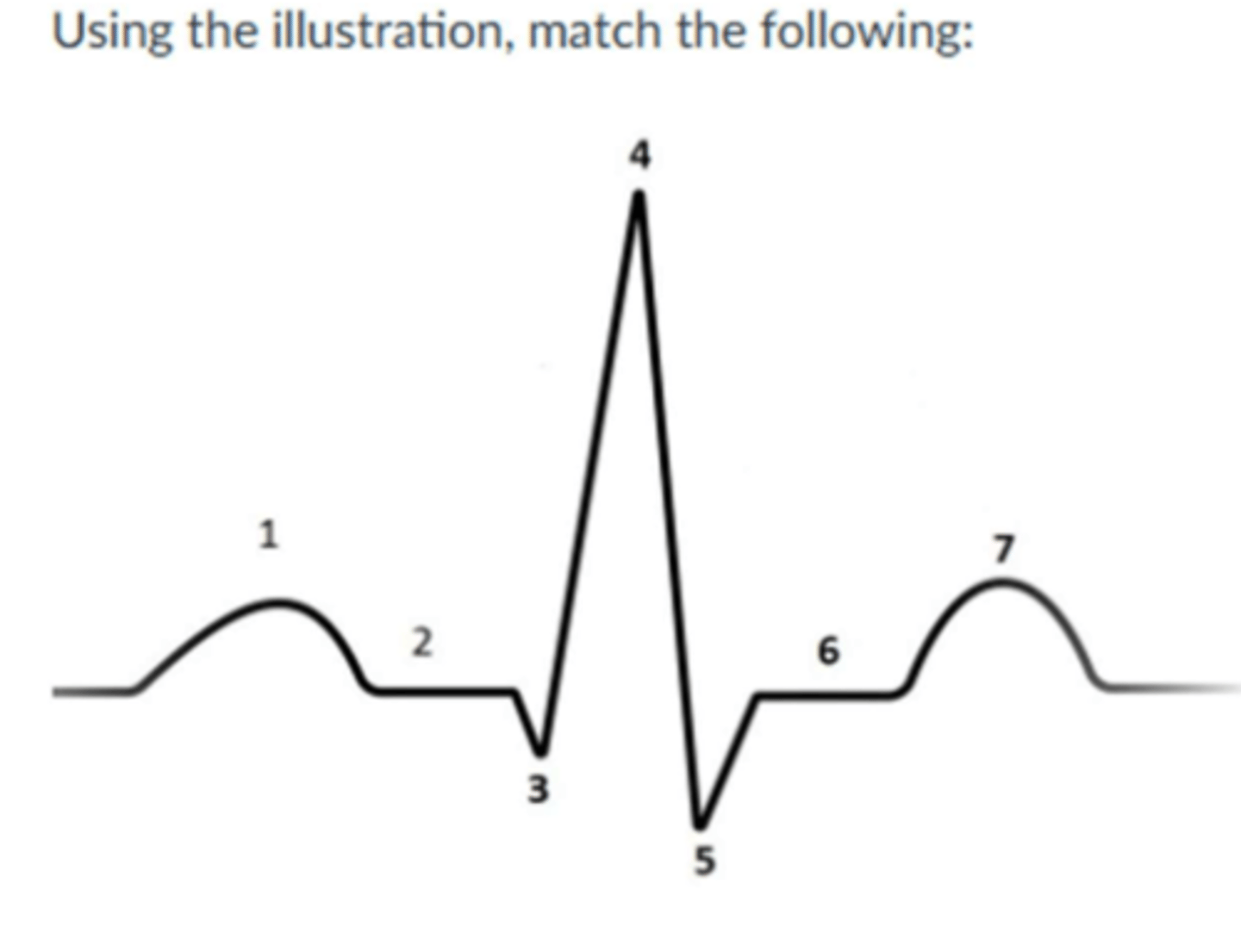 <p>1. p wave/ atrial contraction</p><p>2. QRS complex</p><p>3. T wave</p><p>4. R wave</p>