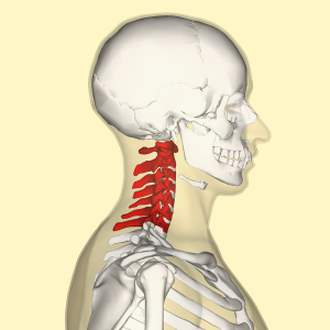 <p>Axial skeleton - Vertebrae running down the neck</p>