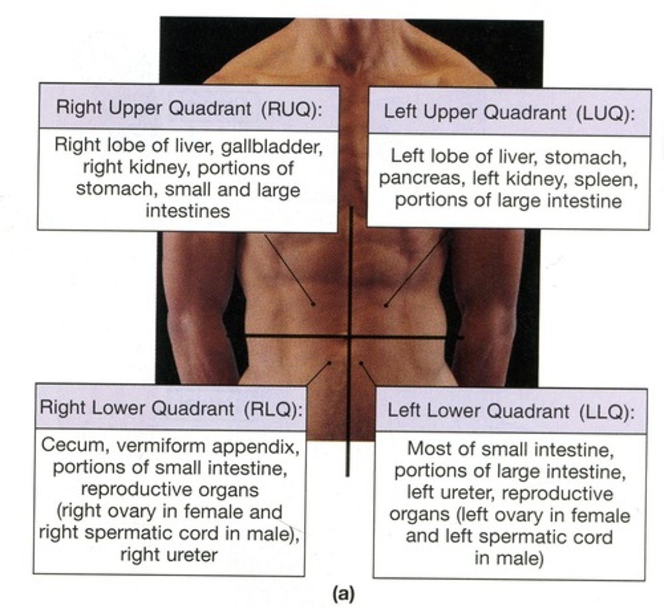 <p>Right Lower Quadrant</p>