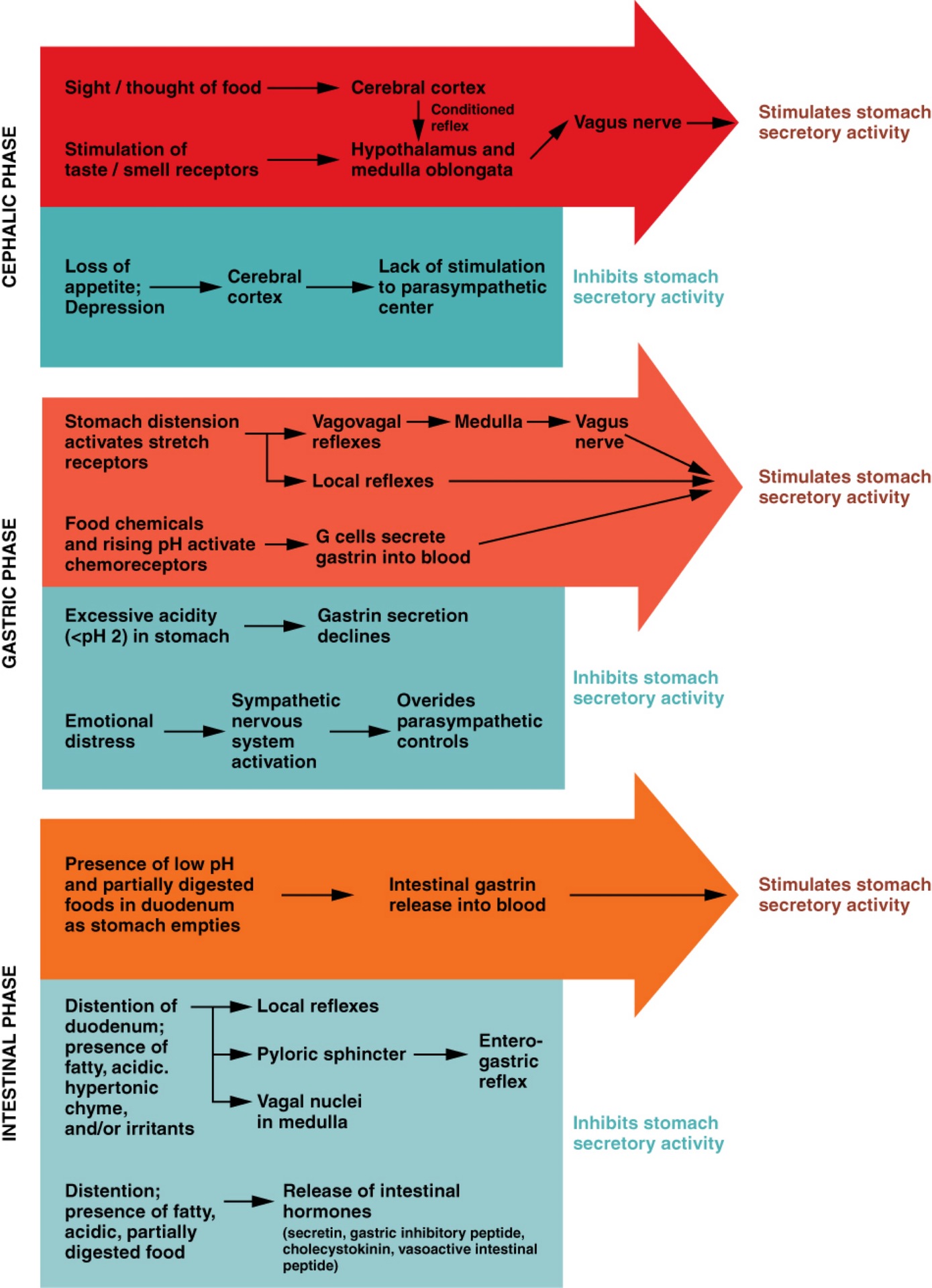 <p><strong>Q: What are the three phases of gastric secretion?</strong></p>