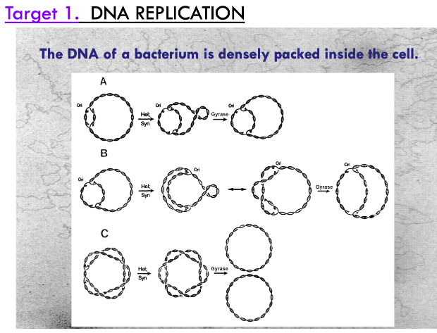 <p>DNA gyrase relieves supercoiling tension of dsDNA during replication. <span>Fluoroquinolones (e.g., ciprofloxacin) inhibits gyrase activity. Without gyrase activity, replication cannot occur.</span></p>