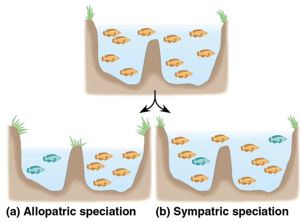 <p>Speciation</p>