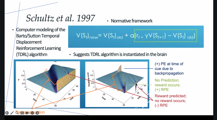 <p>This is the foundational study that connected <strong>dopamine neuron firing</strong> to the <strong>mathematical reward prediction error</strong> from the <strong>TDRL (Temporal difference reinforcement leanring) algorithm</strong>.</p><p></p><p>3D plot shows how prediction error changes across</p><p>time (x-axis)</p><p>learning trials (y-axis)</p><p></p><p>early on dopamine burst happen at reward (end of trial) but over more trials bursts happen early in trial when cue persented</p>