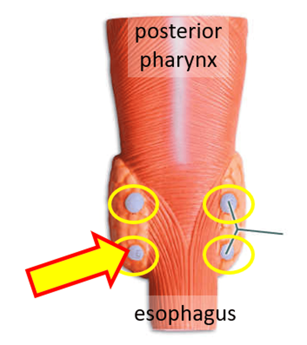<p>Name the structure.</p>