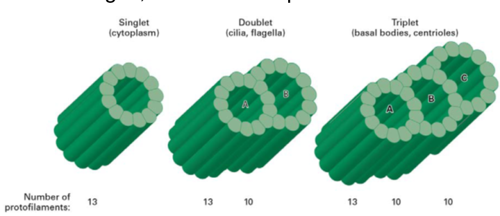 <p><span><strong>Singlet microtubule </strong>- a simple tube built from 13 protofilaments</span></p><p style="text-align: left;"></p><p style="text-align: left;"><span><strong>Doublet microtubule </strong>- an additional set of 10 protofilaments form a second tubule (B) by fusing to the wall of a singlet (A) microtubule</span></p><p style="text-align: left;"></p><p style="text-align: left;"><span><strong>Triplet microtubule </strong>- attaching another 10 protofilaments to the (B) tubule of a doublet microtubule creates a (C) tubule</span></p>
