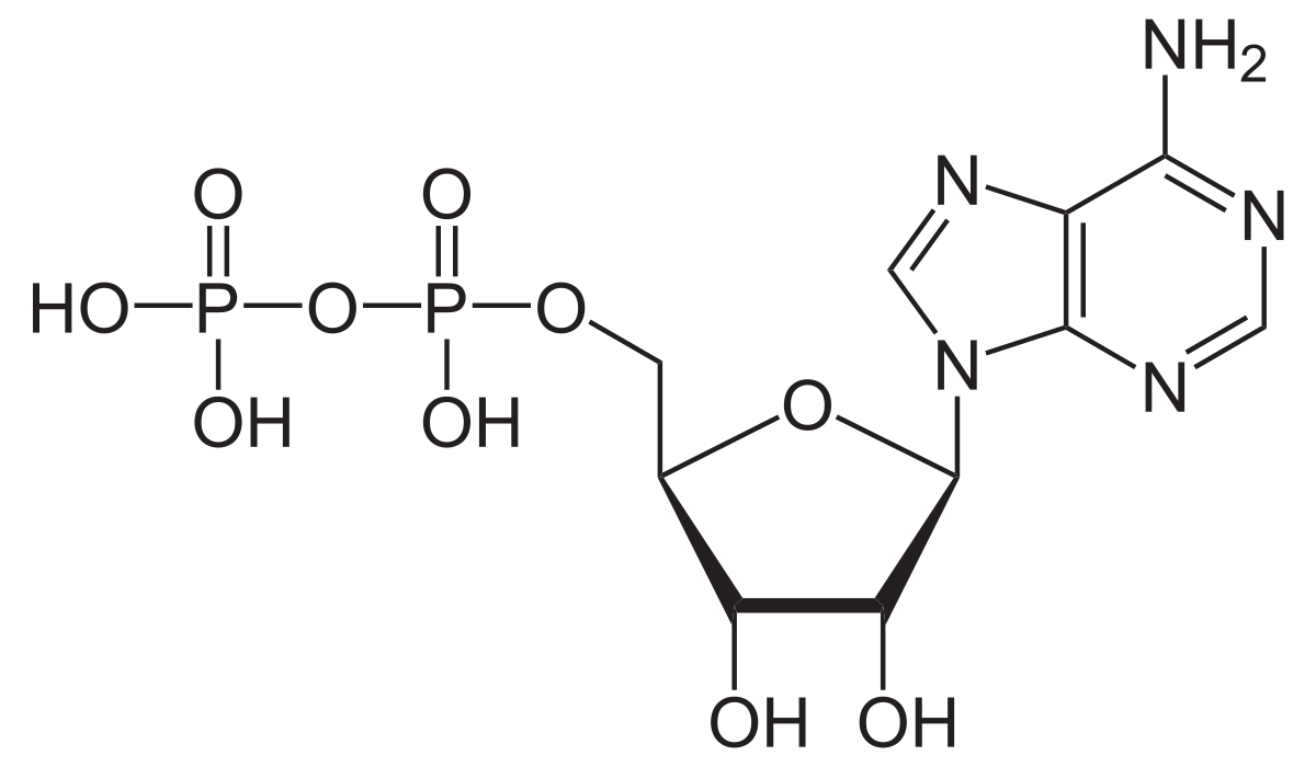 <p>-Adenosine Diphosphate; 2 Phosphate groups + Ribose sugar + Adenine (nitrogenous base) -After it is used for energy; breaking of triphosphate bonds requires Hydrolysis, investment of H2O</p>