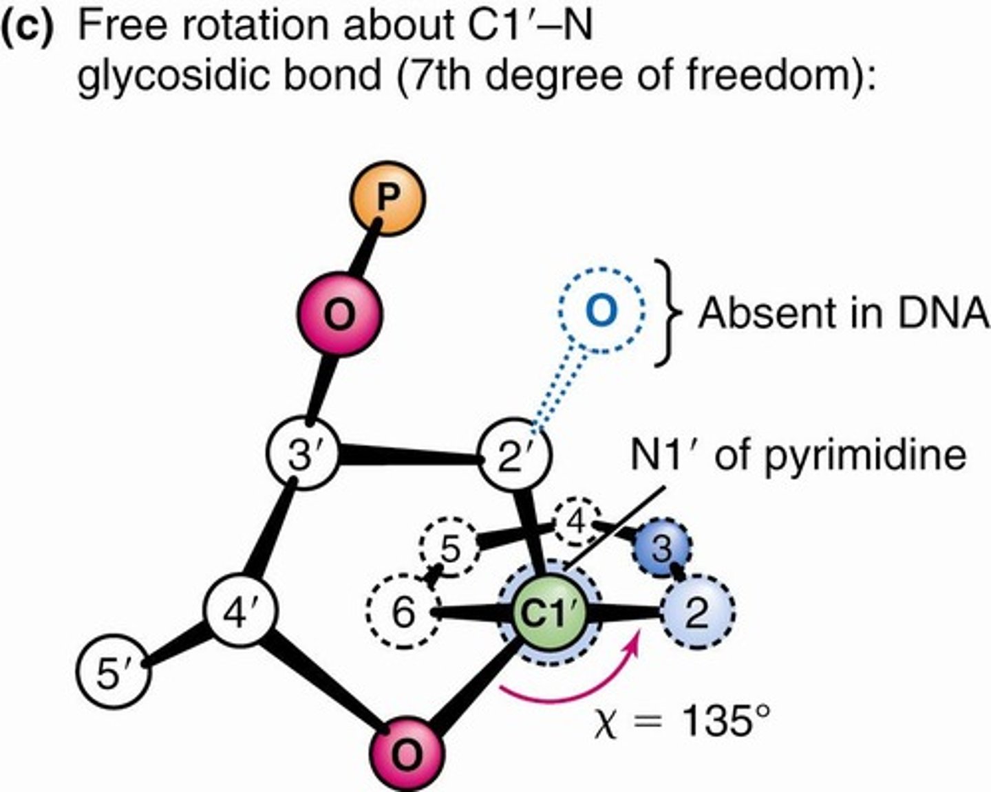<p>Bond allowing rotation in nucleotide structure.</p>