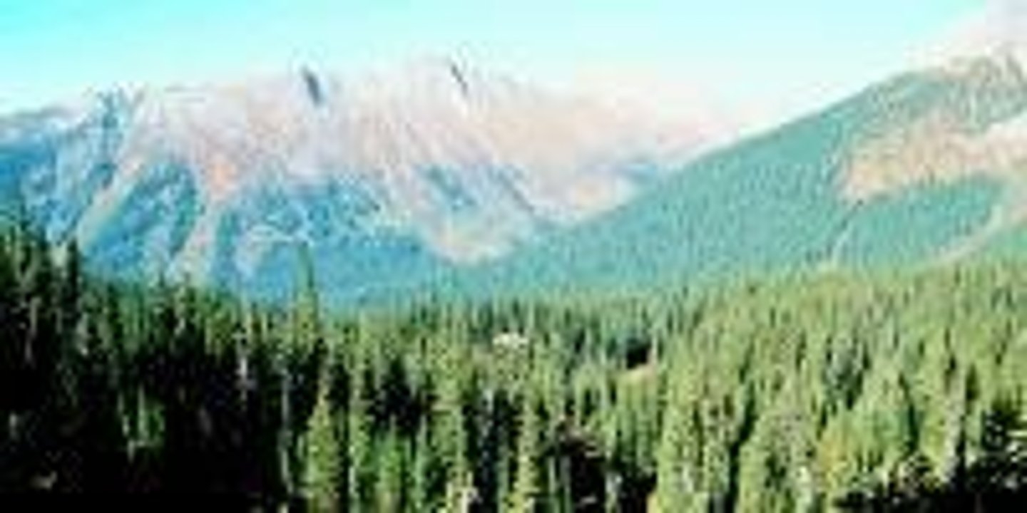 <p>The Pacific Maritime ecozone features a temperate rainforest with species such as Douglas Fir, Sitka Spruce, Western Red Cedar, and Western Hemlock.</p>