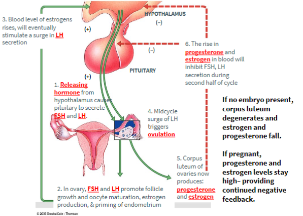 <p>Pre-ovulation</p><ul><li><p>The hypothalamus secretes hormones to cause the release of pituitary hormones </p></li><li><p>The pituitary releases low levels of FSH&amp; LH</p></li><li><p>In response the follicle cells make more and more estrogen </p></li><li><p>a peak of estrogen causes a bust of LH </p></li><li><p>releases of the secondary oocyte</p></li></ul><p>Post- ovulation</p><ul><li><p>A ruptured follicle known as the corpus luteum produces estrogen and progesterone leading to the thickening of the uterus wall.</p></li></ul><p>NO pregnancy:</p><ul><li><p>when the egg is not fertilized during ovulation the embryo doesn’t implant leading to the corpus luetum degenerating</p></li><li><p>progesterone and estrogen fall and the new cycle begins</p></li></ul><p>WITH Pregnancy: </p><ul><li><p>HCG hormone is introduced</p></li><li><p>HCG from the embryo provides positive feedback to the corpus luteum to keep producing estrogen and progesterone</p></li><li><p>progesterone and estrogen prevent new follicles from developing.</p></li></ul>