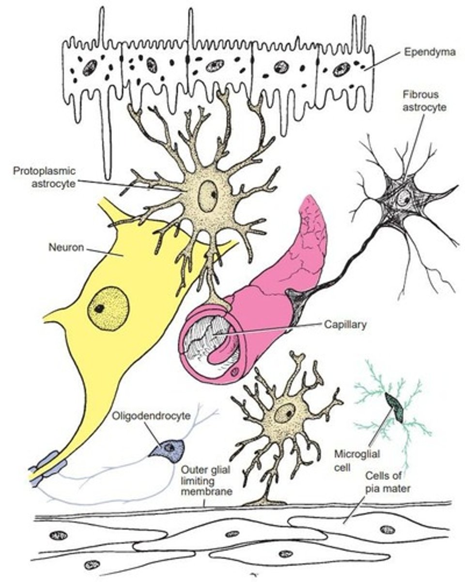 <p>Supportive cells forming framework for neurons.</p>
