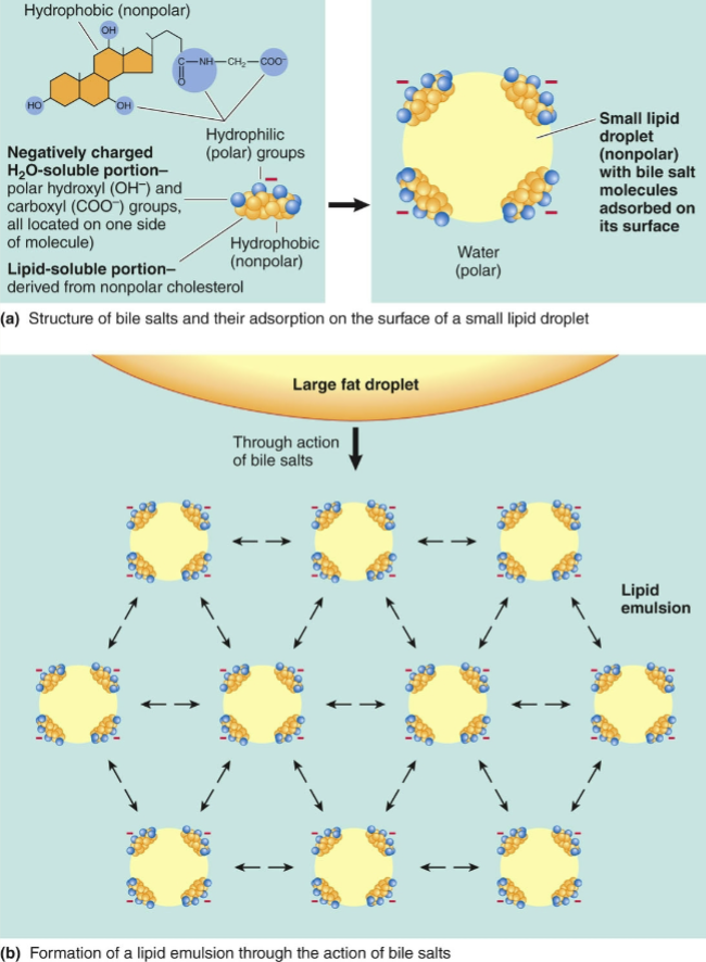 <p>bile salts aid in the digestion of fats by forming micelles around lipid molecules</p><ul><li><p>micelles disperse through the watery contents of the lumen</p></li><li><p><span>break down fats into smaller, digestible particles</span></p></li><li><p><span>facilitate the absorption of fat-soluble vitamins and cholesterol</span></p></li></ul><p></p>