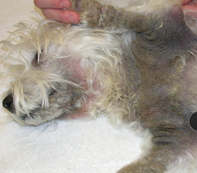 <p><span>Secondary Lesions Involving Flaking and Dryness</span></p>