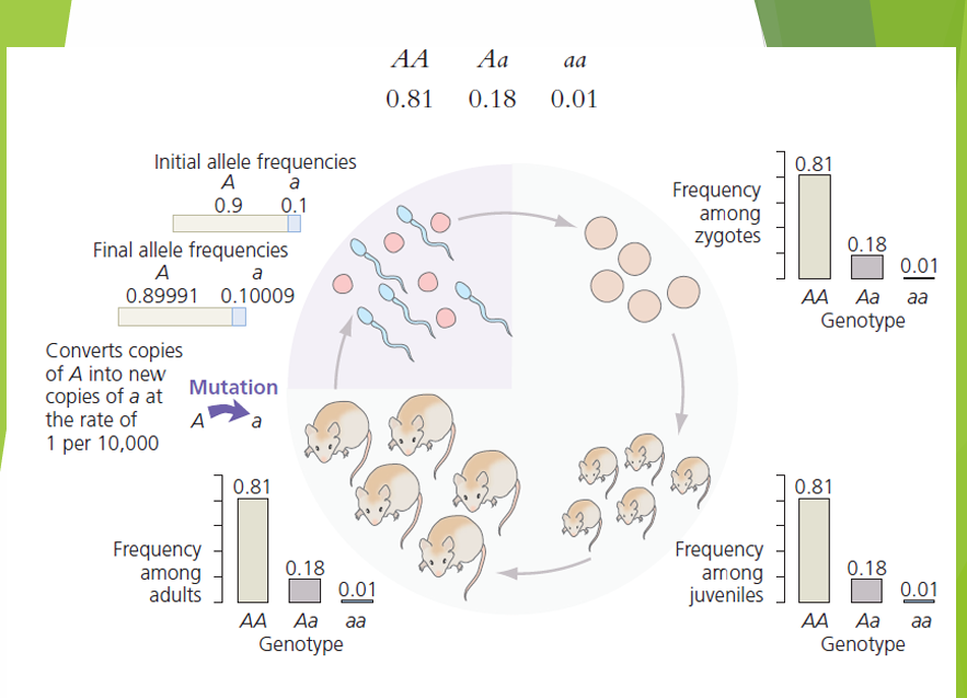 <p>New frequency of a (q) is…</p>