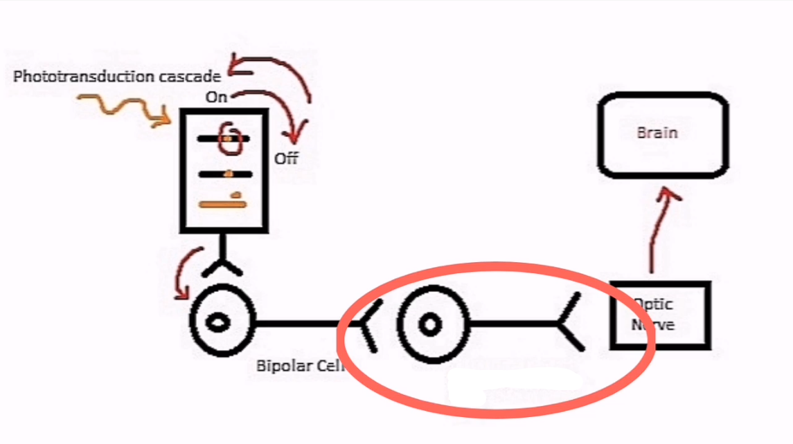 <p>Once the bipolar cell is turned on, this will activate an action potential that will communicate with the ___________.</p>