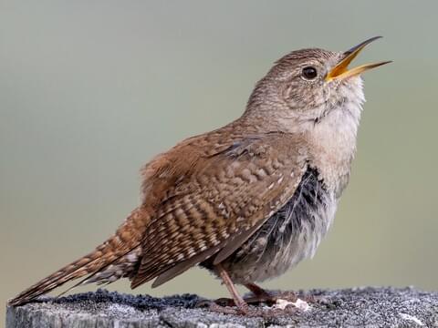 <p>House Wren</p>