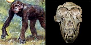 <p>Hominoid</p>