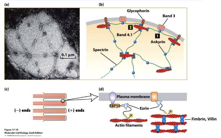 \
* Many actin structures are found at the cell periphery in the actin-rich layer just beneath the plasma membrane called the cell cortex. This layer gives an animal cell mechanical strength and enables it to form surface structures and perform surface movements (phagocytosis, cytokinesis, and locomotion). The Spectrin-based membrane skeleton lies immediately adjacent to the plasma membrane. Ezrin links bundled actin to the membrane in microvilli.
* Spectrin binding protein called ankyrin interact with membrane protein called band 3, links to cell membrane
* Spectrin and ankyrin also interact with band 4.1 which interacts with another membrane protein called glycophorin
* Leads to spectrin based membrane skeleton
* Microvilli with actin and how that interacts with plasma membrane
  * Filaments held together using fimbrin
  * Membrane linker protein called ezrin to stabilize
