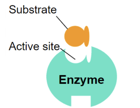 <p>what is shown in this image</p>